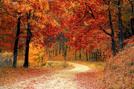 fall landscape