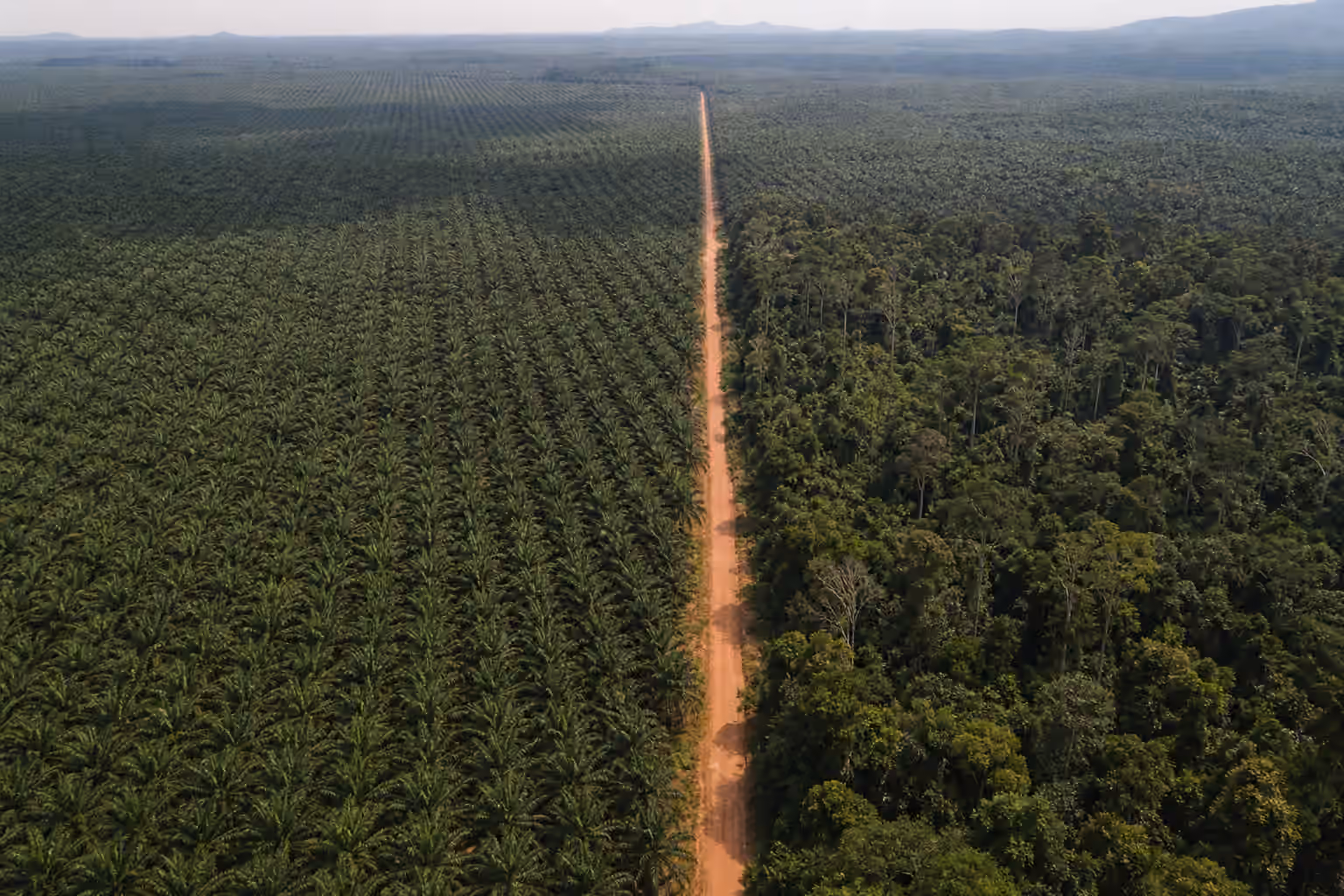 EUDR and palm oil: what Indonesian and Malaysian exporters must now prove